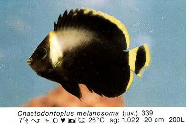 Chaetodontoplus melanosoma